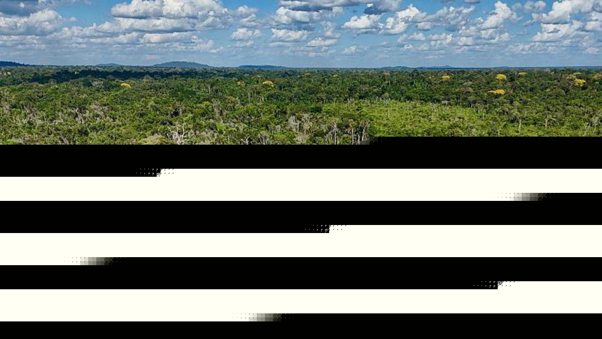 Brazil's Amazon sees sharp decline in size of area burned in 2025