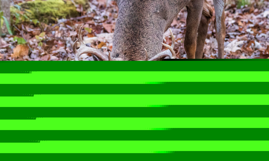 Acorn Hunting 101: How to Tag a Buck in the Oaks