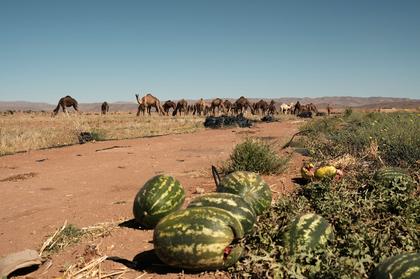 Camel-milk project in Morocco shows promise