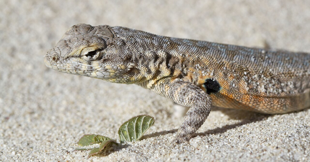 Anche una lucertola californiana gioca a sasso-carta-forbice