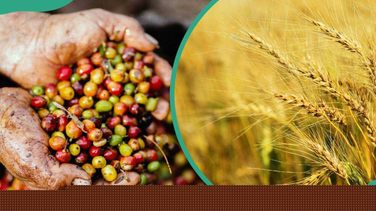 A list of cash crops in Nigeria and where they are produced