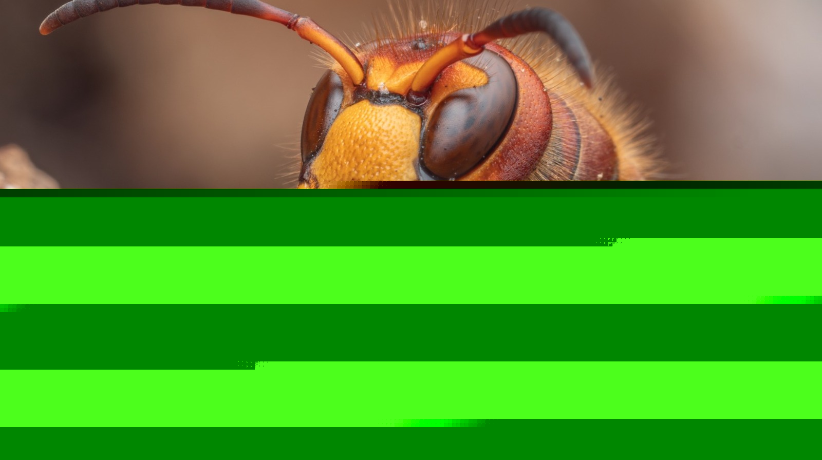 What To Know About Aggressive Hornets In The Fall