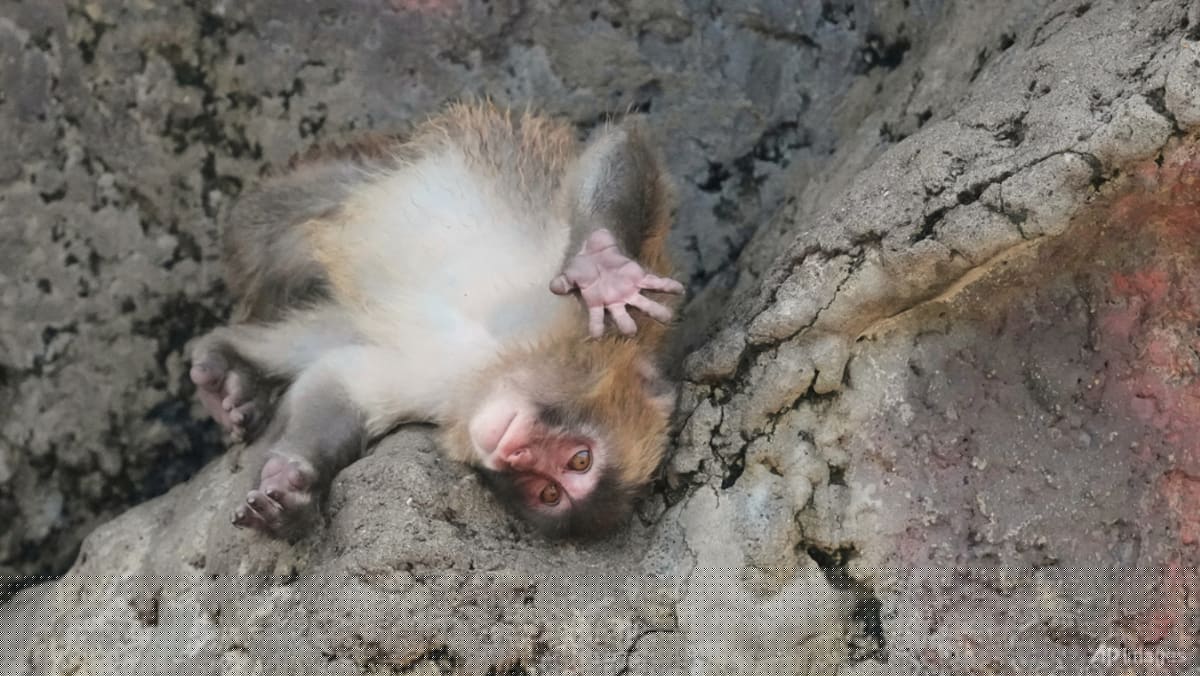 Japan's monkey sensation Punch gets thousands of messages for first birthday