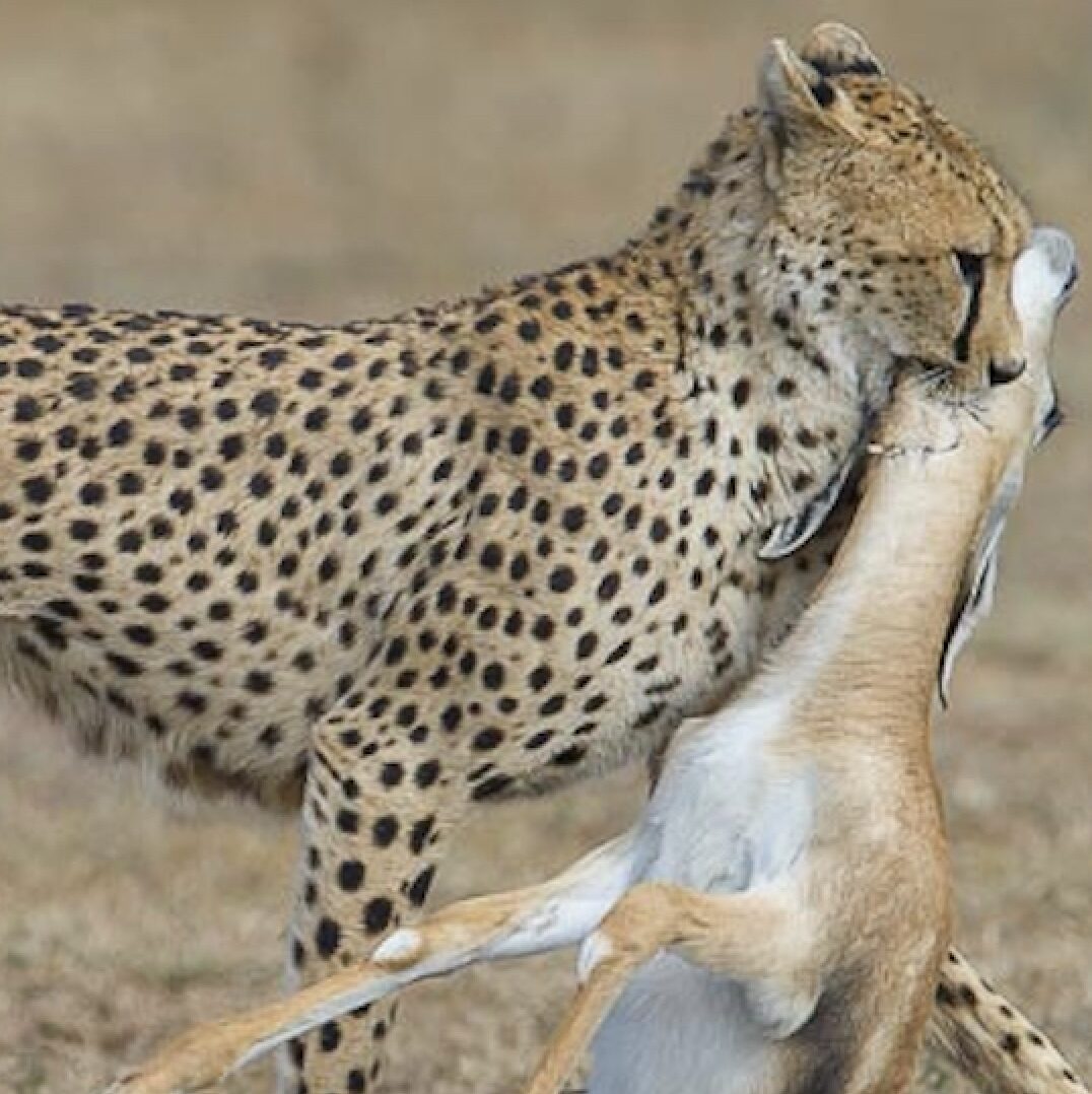 Bluegrass Wildlife:  ‘Nature is Metal’ — harsh, honest, stark — how we live with it is up to us