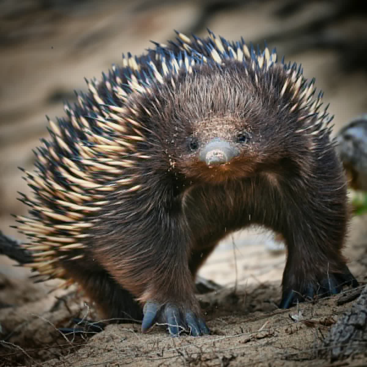 Update: Upstate New York Woman Dies Trying To Save Porcupine