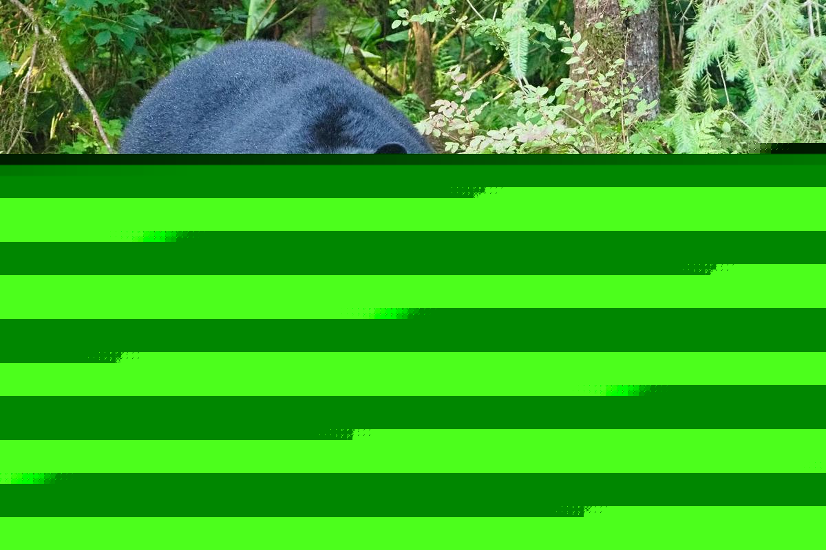 Everything You Need To Know About The 2026 Louisiana Bear Lottery