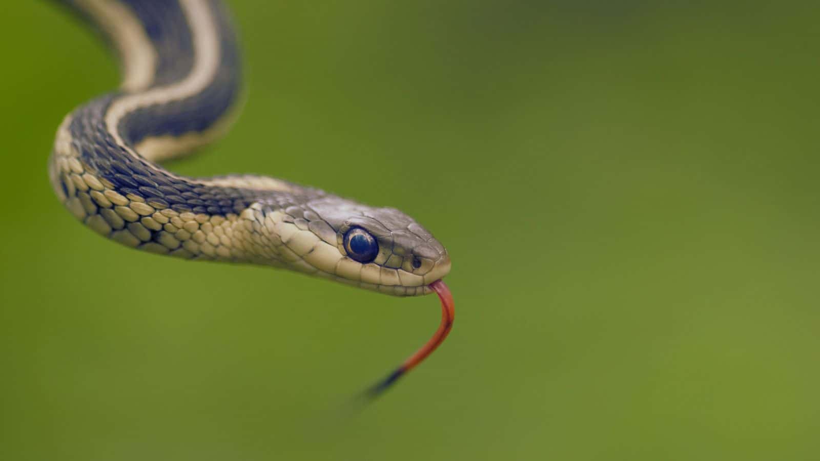Eight-year-old dies due to snake bite in Telangana govt school