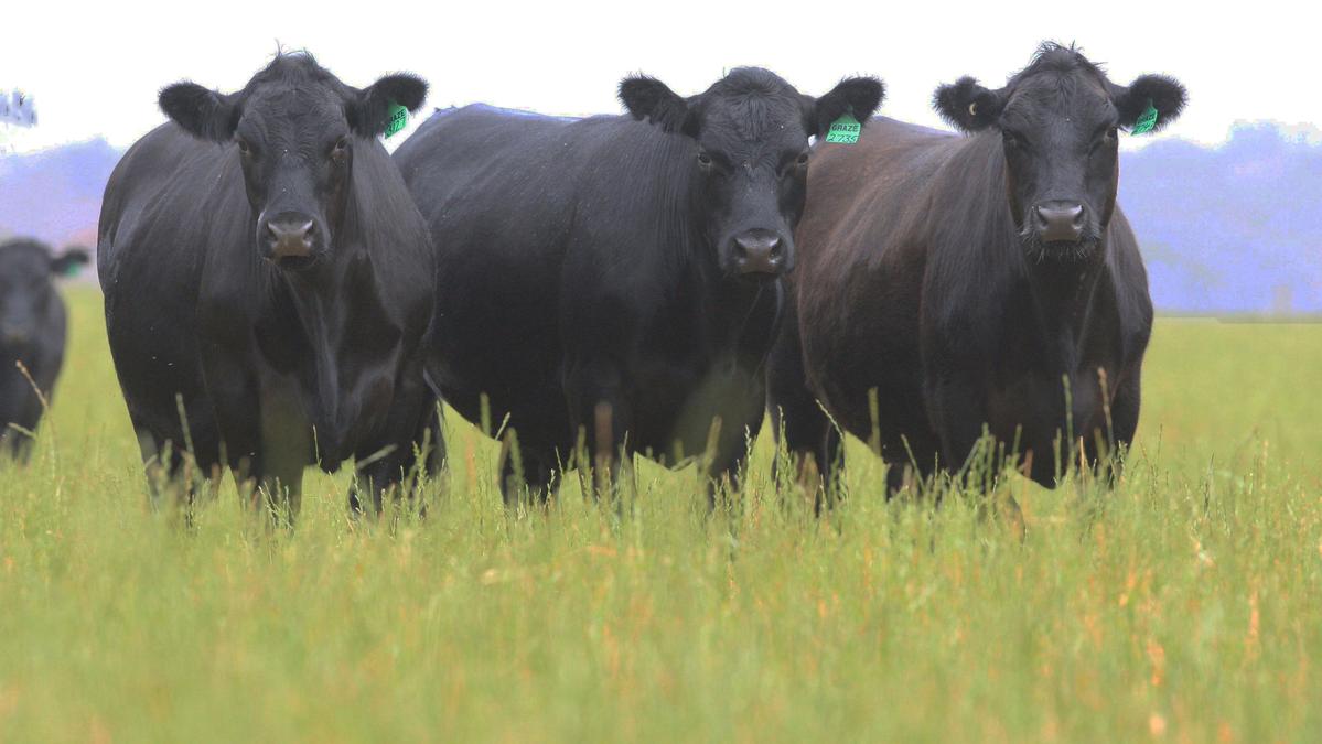 Angus Australia in leadership position