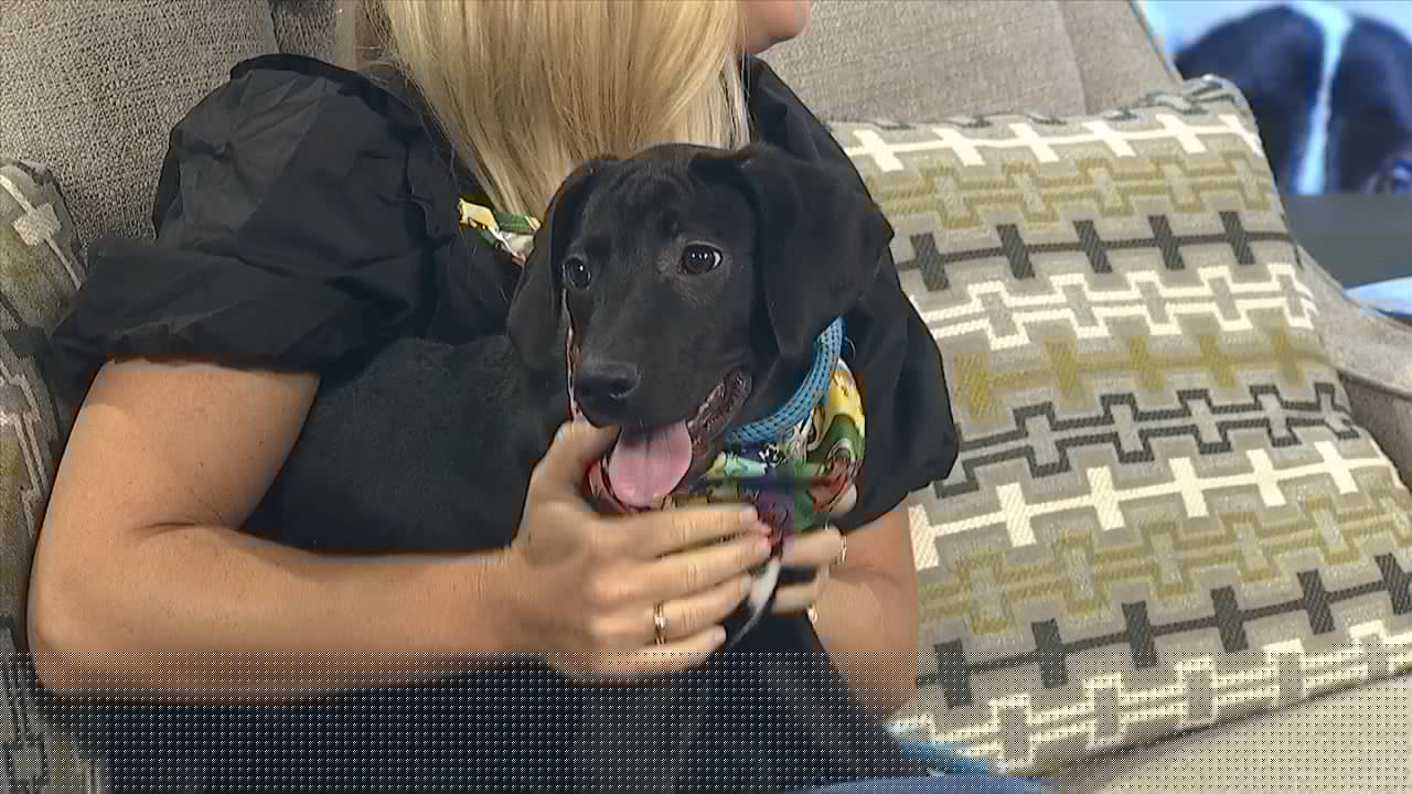 Pet of the Week: John is looking for a forever home