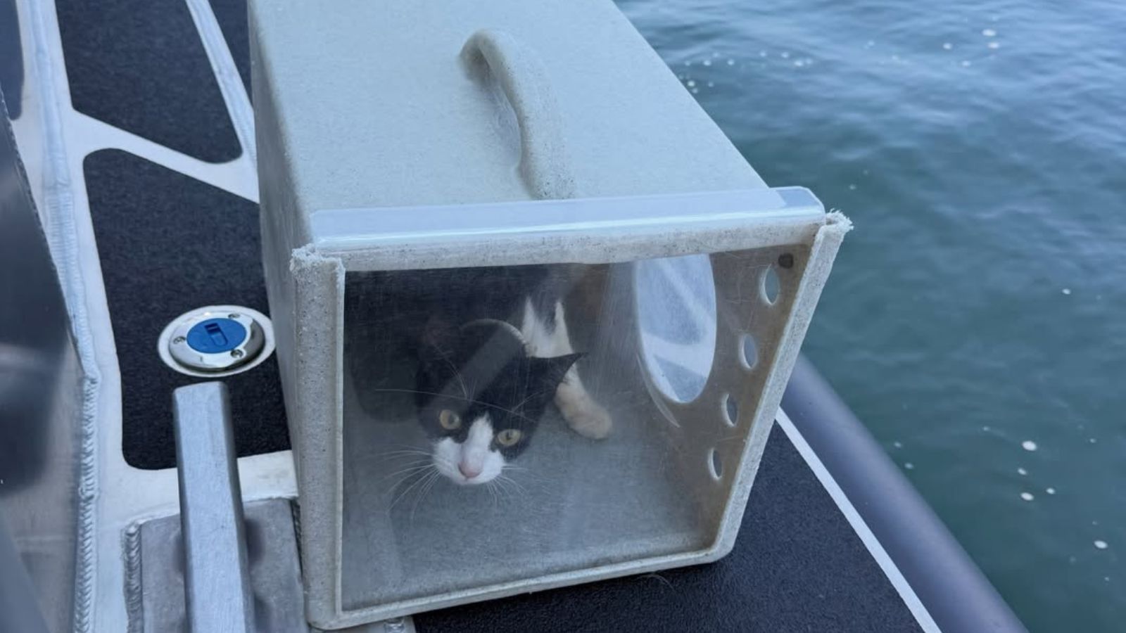 Mystery “ghost ship” crewed by over 30 cats discovered abandoned near beach