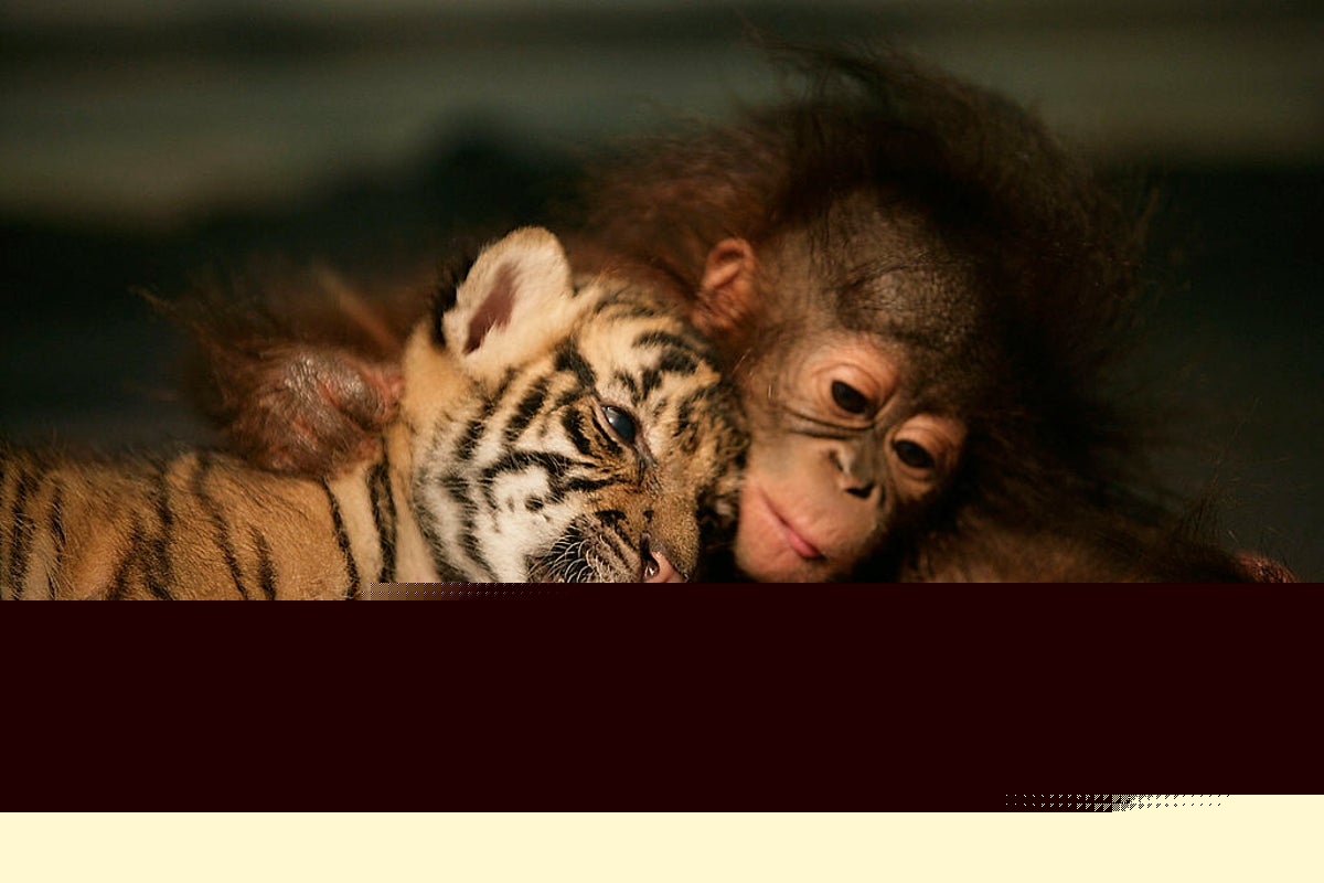 Scientists discover primates regularly form surprising friendships with other animals