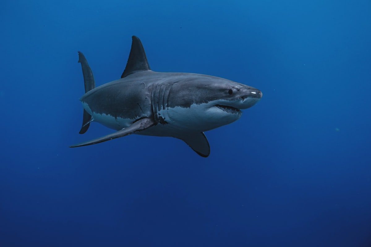 Multiple Shark Sightings Reported Near Popular Maine State Park