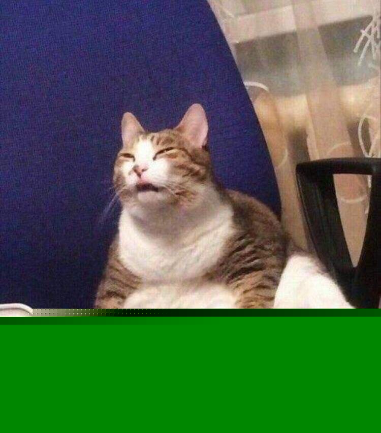 Cats - What is that face?