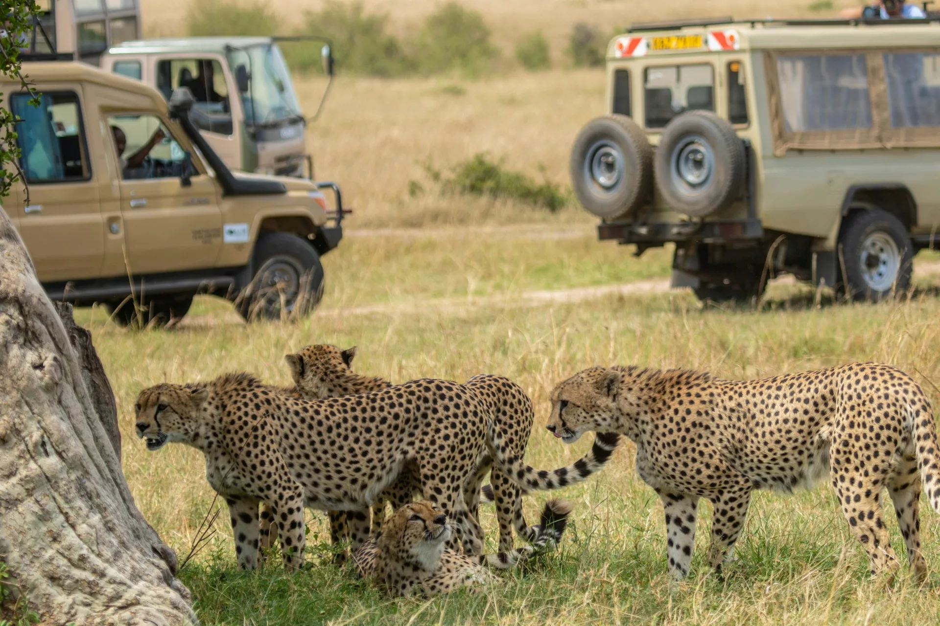 Silent safaris: How safari vehicles are reshaping bush travel