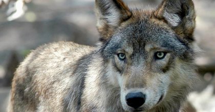 State officials killed three wolves in northern Utah