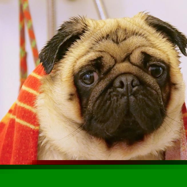 Radcliffe Animal Centre appeals for bedding donations