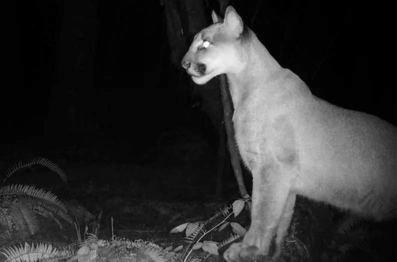 Oh deer, you're doing it all wrong being afraid of mountain lions [Interesting]