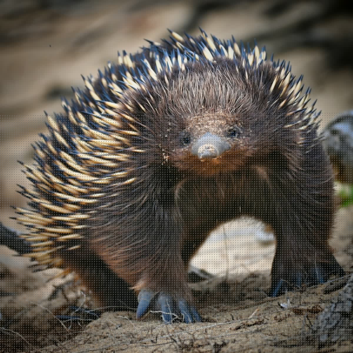 Update: Upstate New York Woman Dies Trying To Save Porcupine