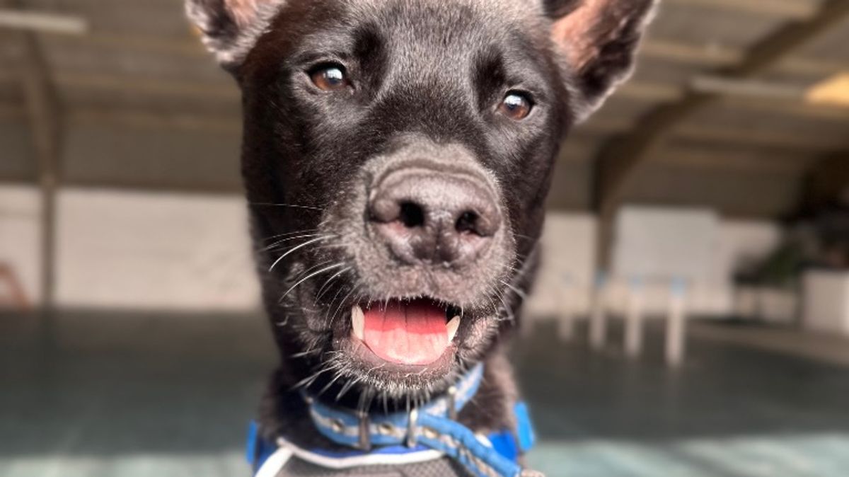 Adorable young Gloucestershire dog needs to find his forever home