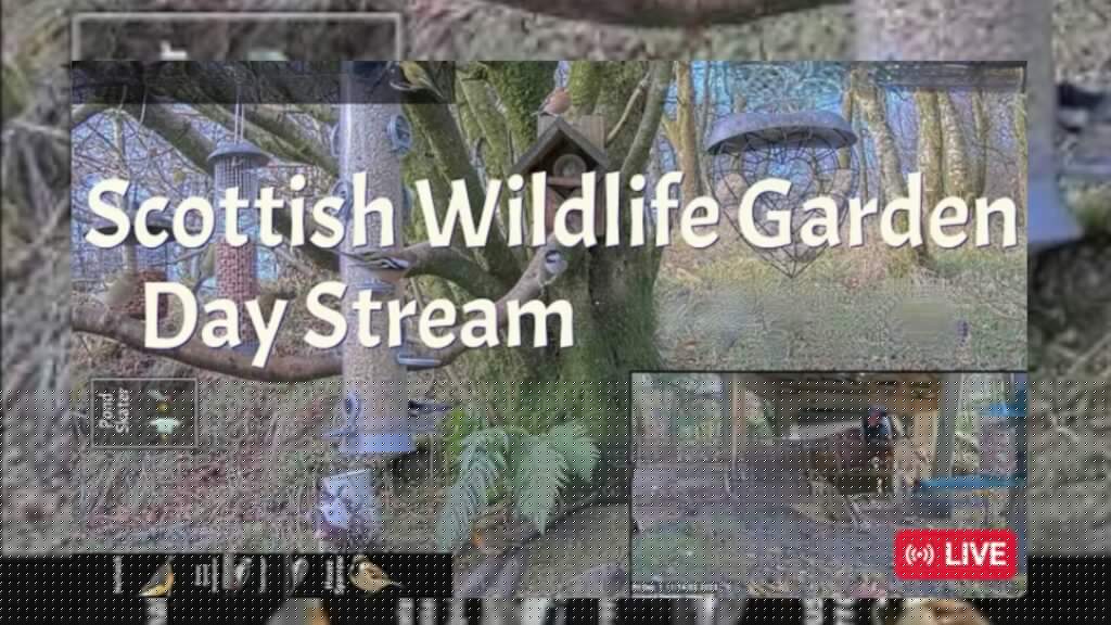 LIVE – Bird Feeder and Wildlife Camera Scotland UK