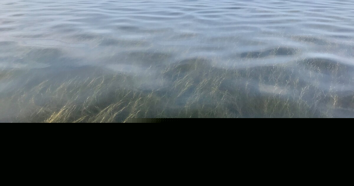 NC Seagrass Decline Comes With Significant Economic Losses, Study Finds