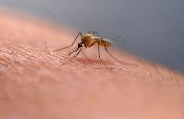 Infected mosquitos found in six NH communities.