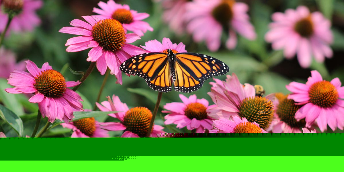 27 Fall Flowers That Keep Your Garden Blooming Long After Summer Ends