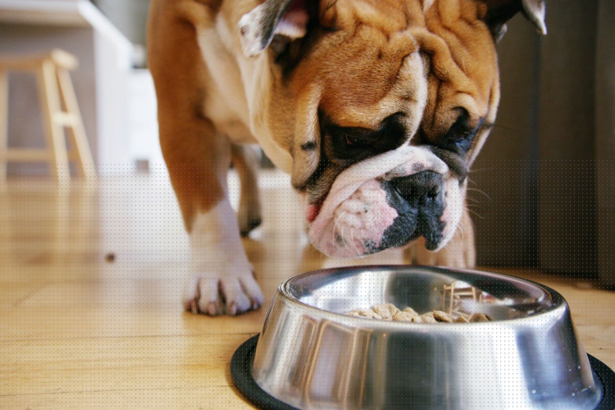 What To Do if Your Dog Eats Recalled Pet Food, According to a Vet