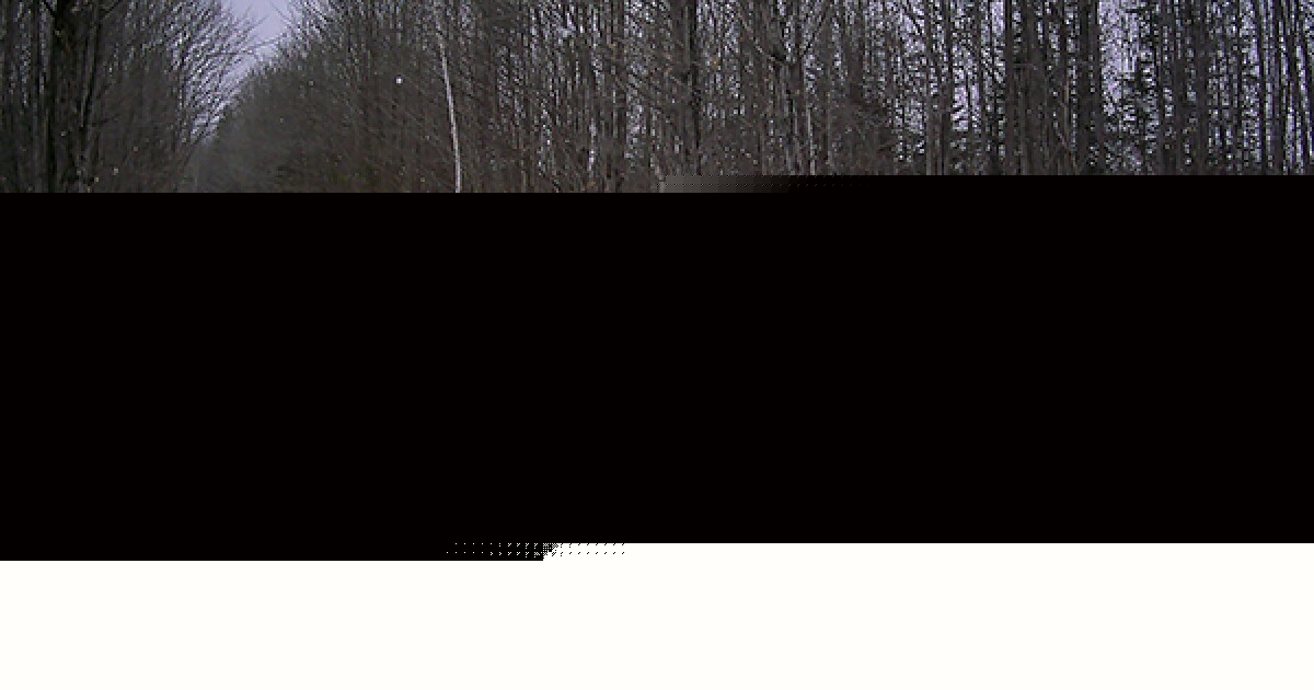 DNR releases results of multi-year remote camera survey of wolves in the Upper Peninsula