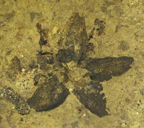 Oligocene-Period Fossils Provide Evidence of Pollination Interaction between Flowers and Bumblebees