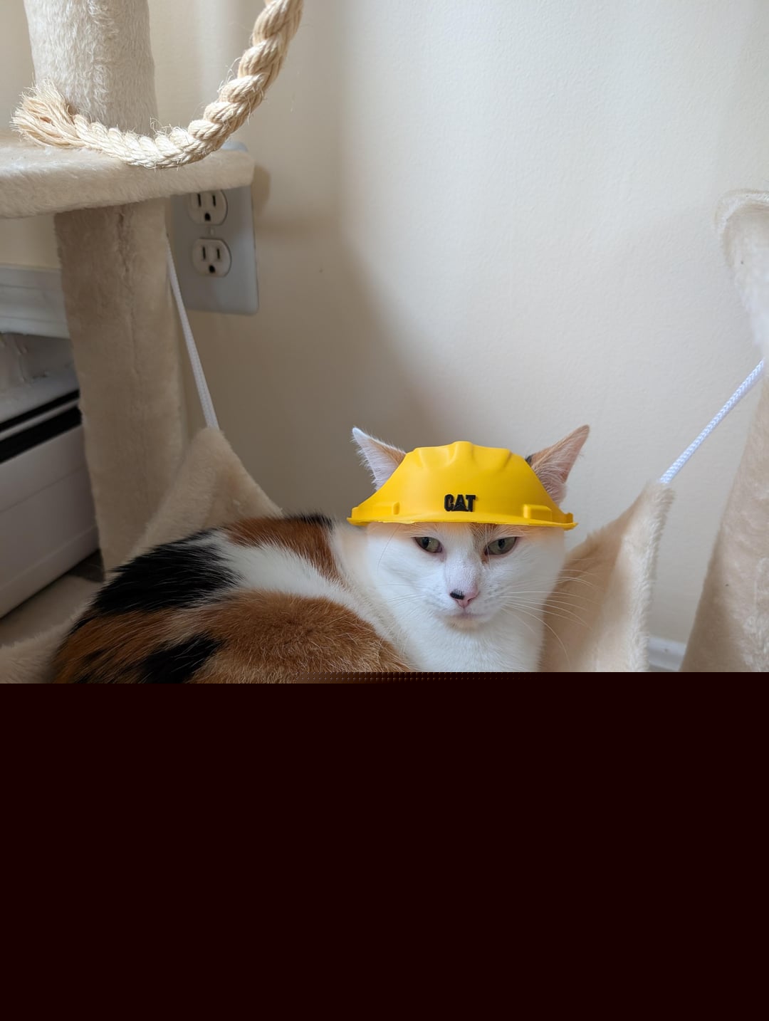 Cats - A contractor