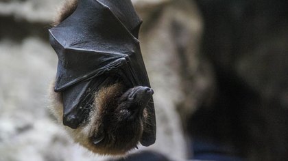 Penyebaran Virus Nipah di India, Kemlu RI Pastikan WNI Aman