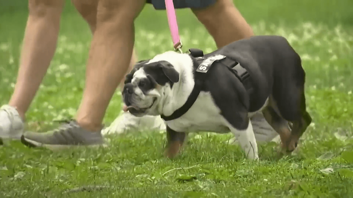 Rosie's Law: New Illinois law will allow courts to decide pet custody battles