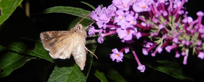 Gamma-uilen vliegen in licht en donker