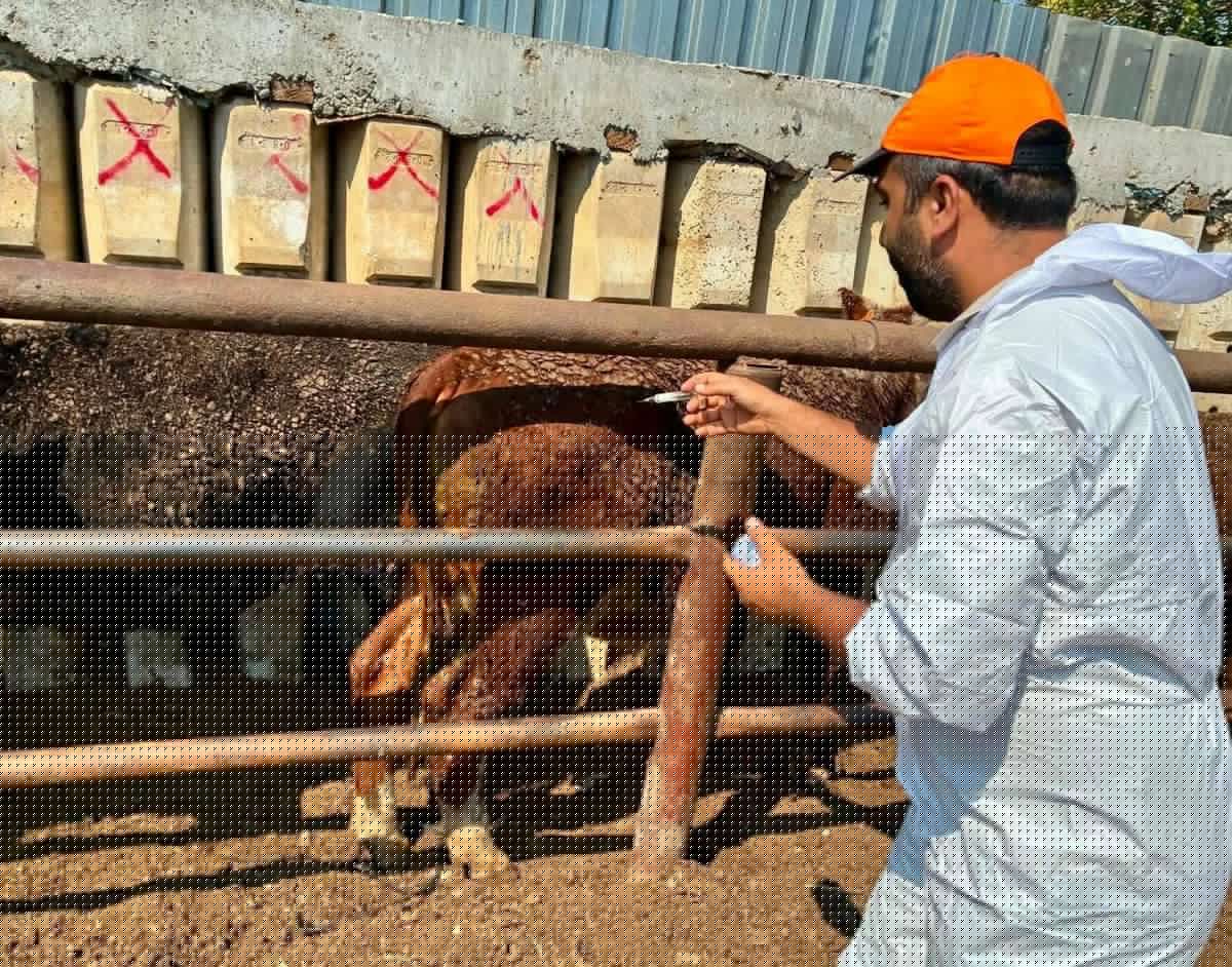 Çay'da Besilik Hayvanlarda Sağlık Kontrolleri Yapıldı