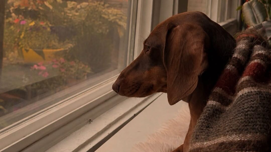 BC SPCA urge pets owners to take precaution during air quality advisories