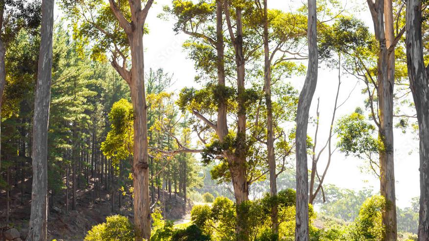 Andrew Miller: Connection and healing are to be found amongst trees and the Japanese practice of Shinrin-yoku