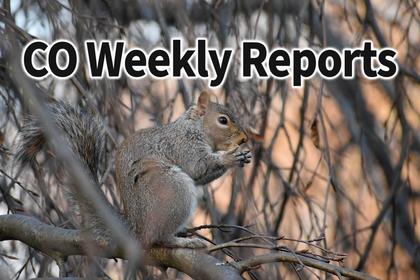 CO Reports: Squirrel opener, other small game season reports