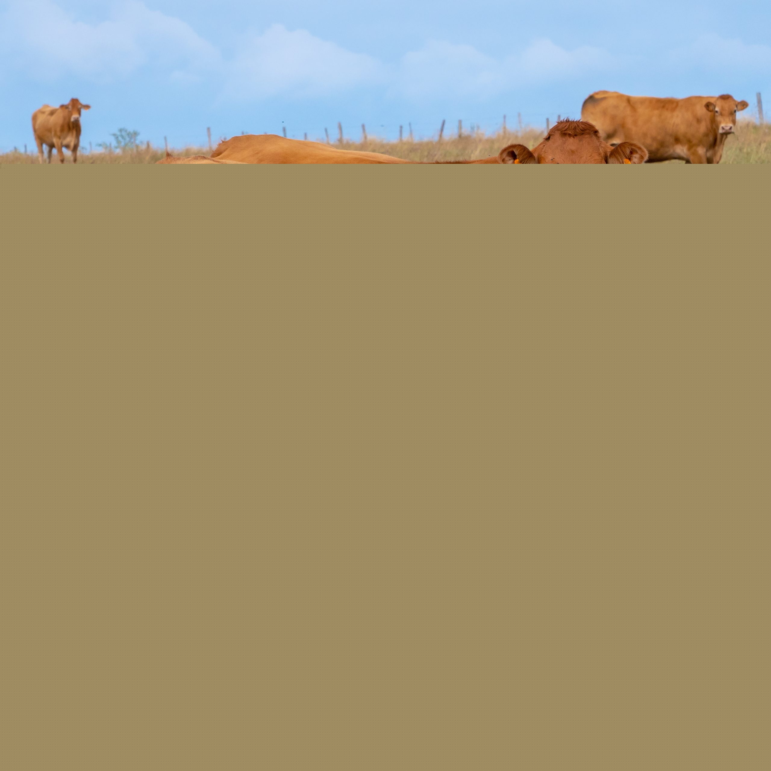 Keeping Cattles Linked to Increased Malaria Risk in Coastal Kenya