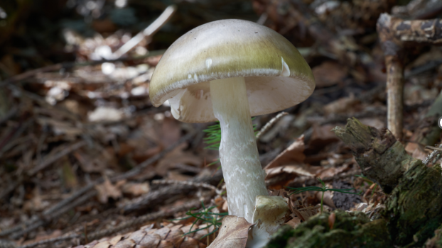 Contra Costa County man latest to die from California toxic wild mushroom outbreak