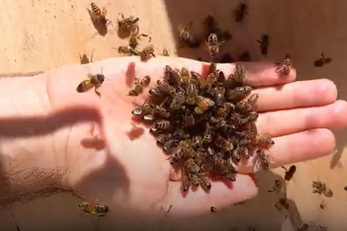 Maine’s Bee Boom: Why They’re Everywhere This Fall