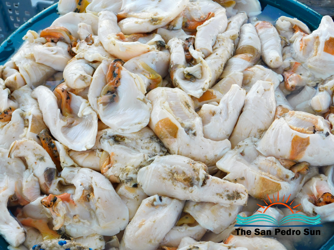 New Fishing Seasons Begin for Queen Conch and Stone Crab, Mixed Opinions on Conch Stock
