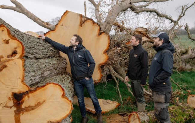 Fallen 1,000-year-old Irish oak tree to become rare casks