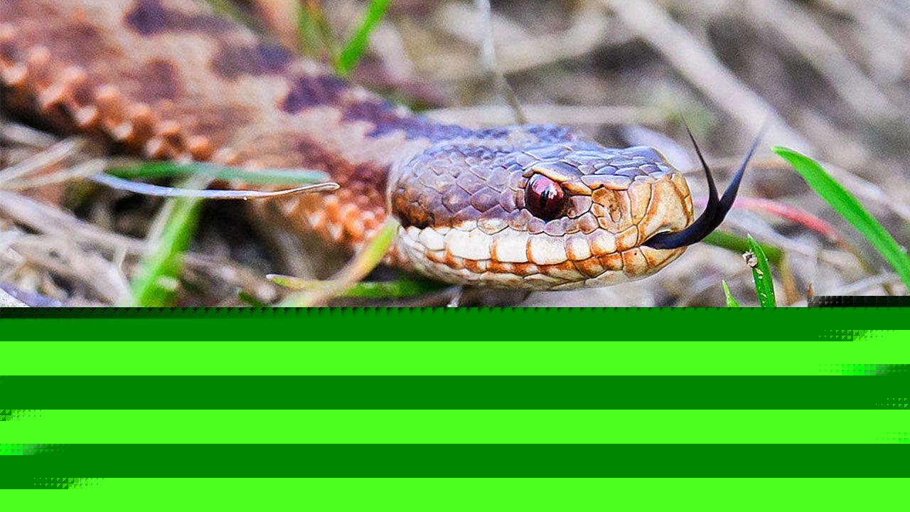 High school football player practices with venomous snake hiding inside helmet before coach's discovery