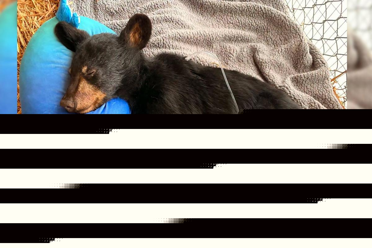 NJ black bear cub recovering at refuge after apparent car strike