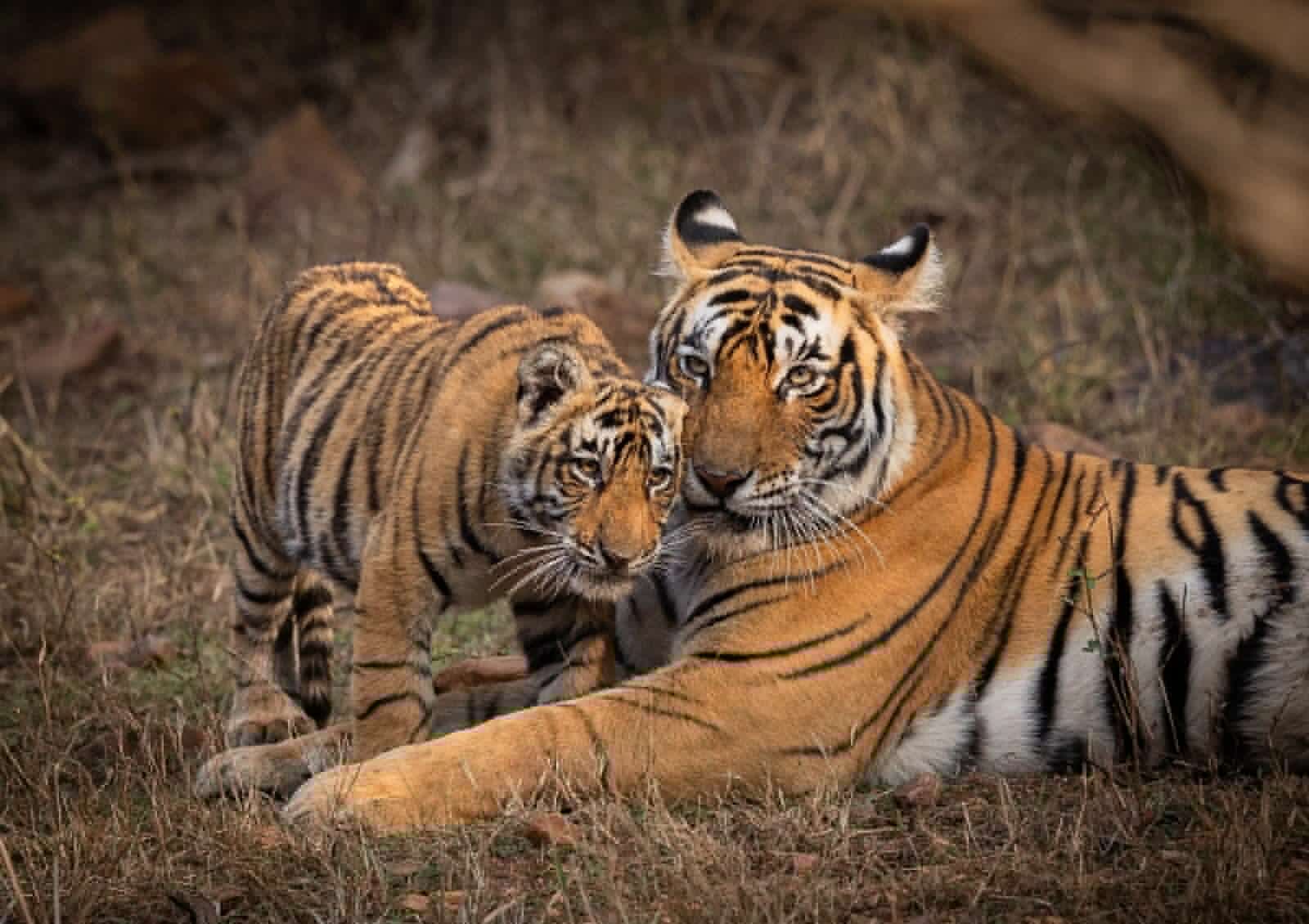 India is now home to nearly 75% of the world’s wild tigers
