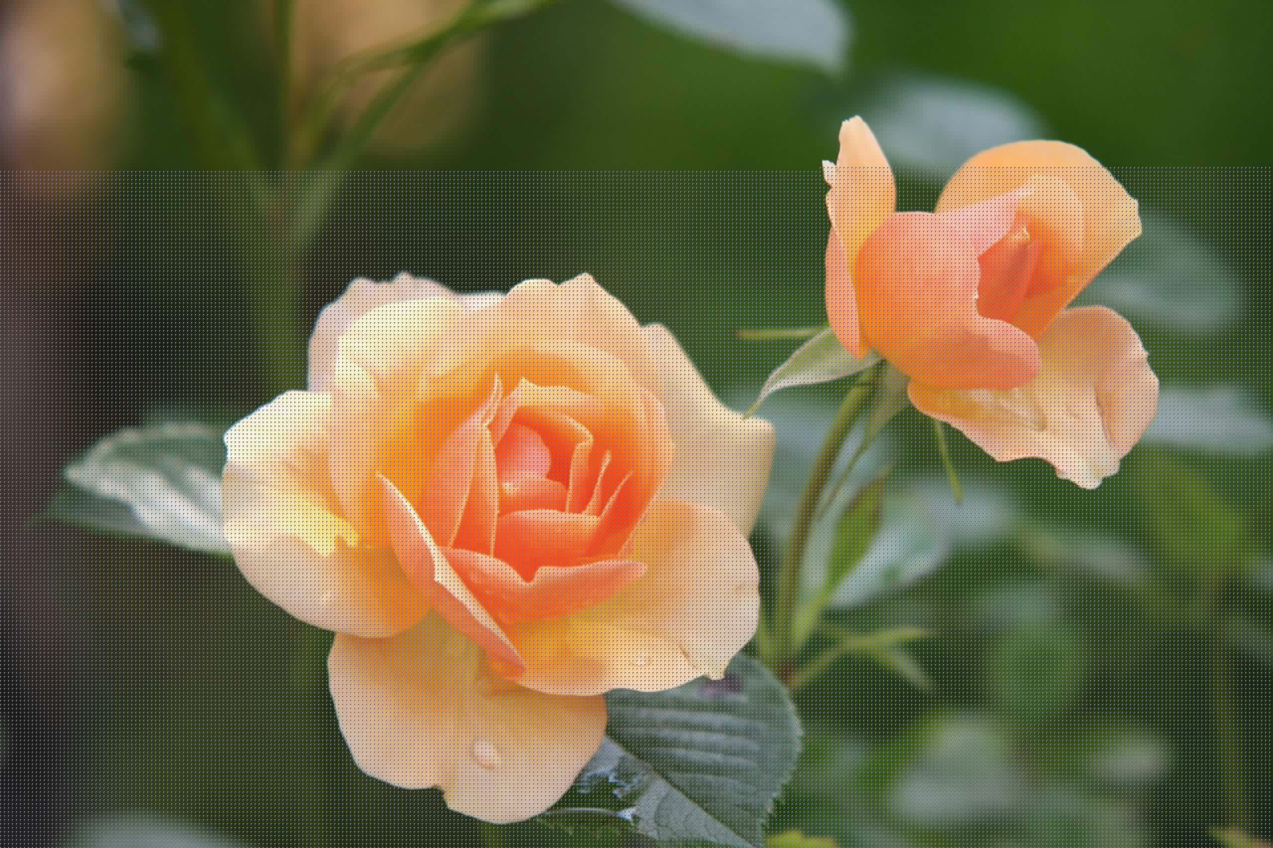 Obituaries Tuesday 23rd September 2025