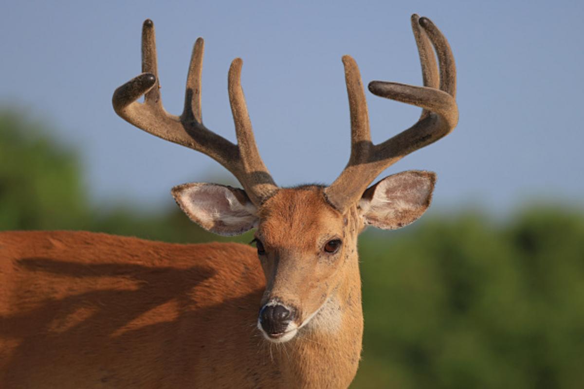 New York State Hunting Licenses On Sale With Massive Changes
