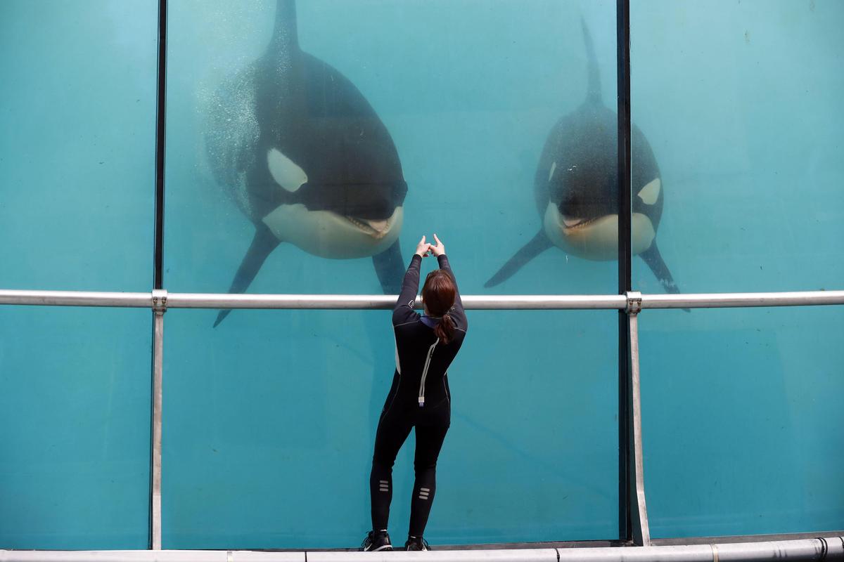 « Une situation d’urgence » : Marineland exhorte le gouvernement à agir pour le transfert de ses cétacés
