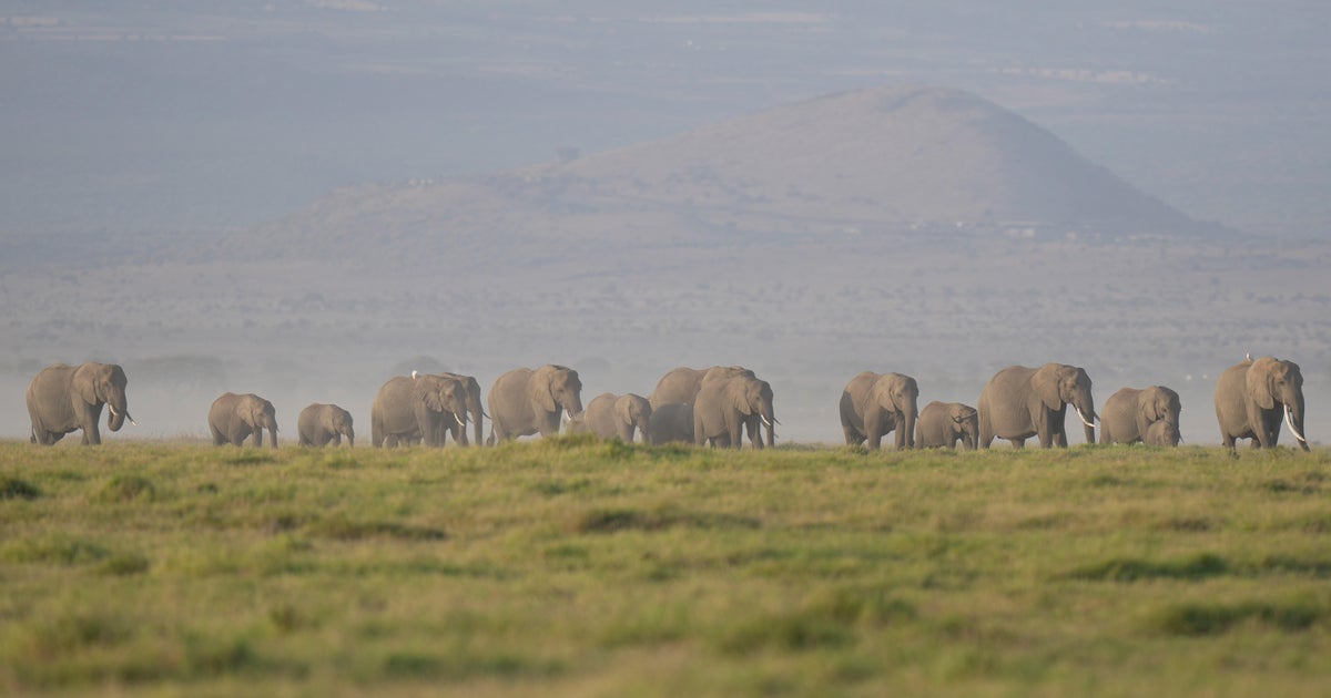 Elephants that died in Kenya likely poisoned by cyanide-tainted tomatoes